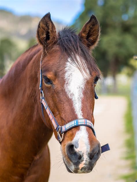 Horse Riding – Hartley Valley Farm