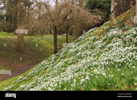 Snowdrops at Benington lordship Gardens Hertfordshire (Galanthus) - UK ...