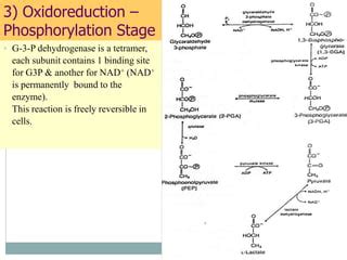 Carbohydrate Metabolism (Glycolysis).pptx