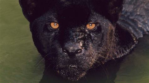 Black Jaguar Cat At Night