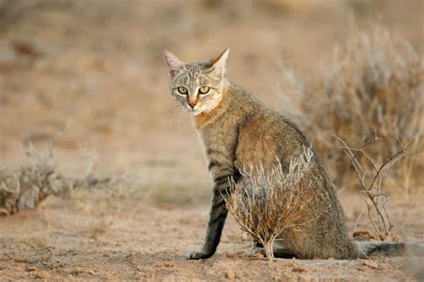 African wildcat | species data, conservation - BigCatsWildCats