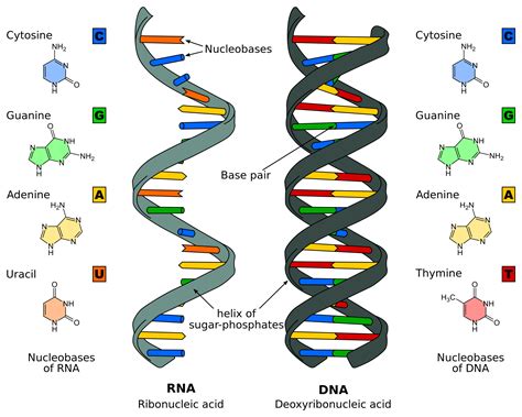 DNA Replication - Stages of Replication - TeachMePhyiology