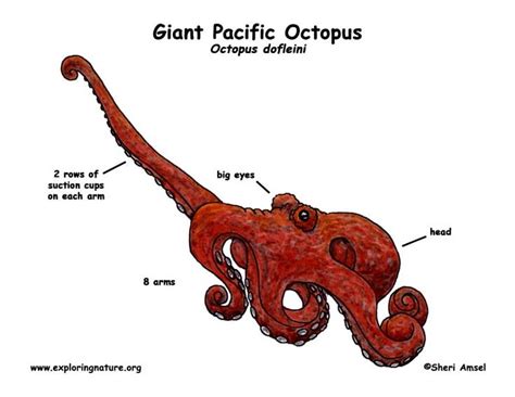 Giant pacific octopus, Octopus anatomy, Octopus