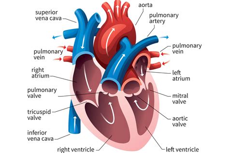 Evolution of the Human Heart into Four Chambers