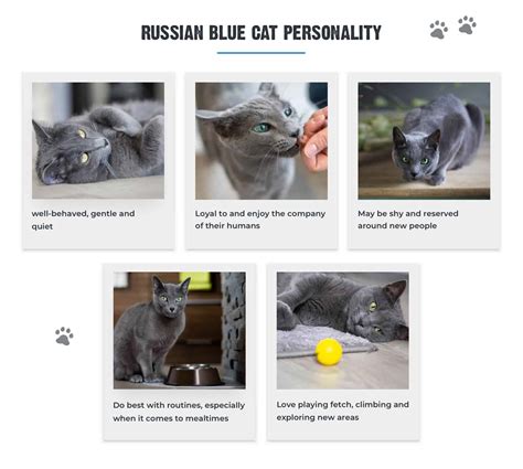 7+ Facts About Russian Blue Cats [Personality, History, Health & More]