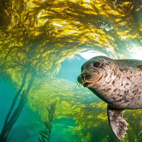 Kelp needs help – it's being destroyed by hungry fish