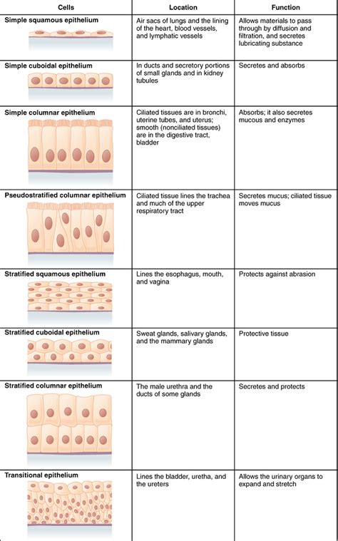 Structure and Functions – Anatomy, Physiology and Medical Language