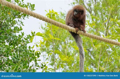 Red Titi Monkey Climbing on a Branch in Natural Habitat Stock Photo ...