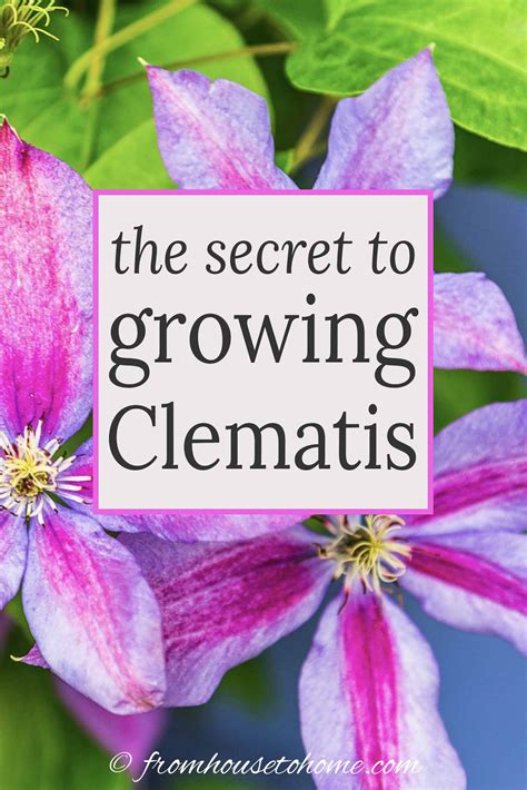 Clematis Vine Care: Planting, Growing and Pruning Tips - Gardener's Oasis