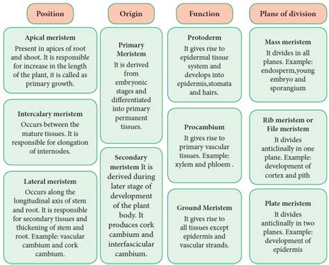 Meristematic Tissue - Characteristics, classification, Theories