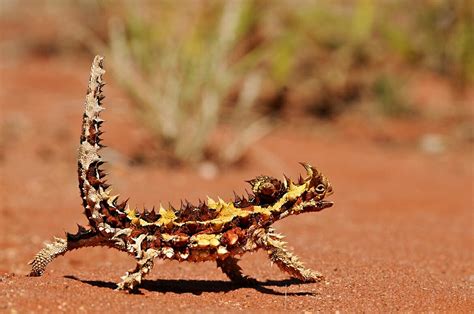 Uluru animals - Weird and wonderful creatures you can spot on your