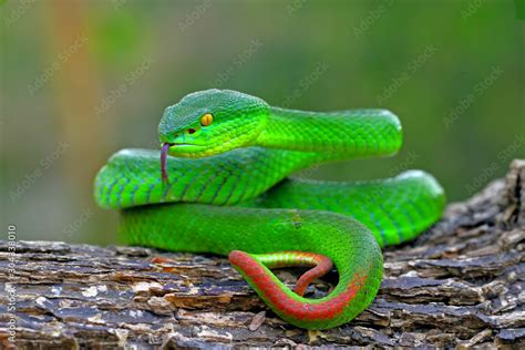 green insularis pit viper, white-lipped island snake, venomous snakes ...