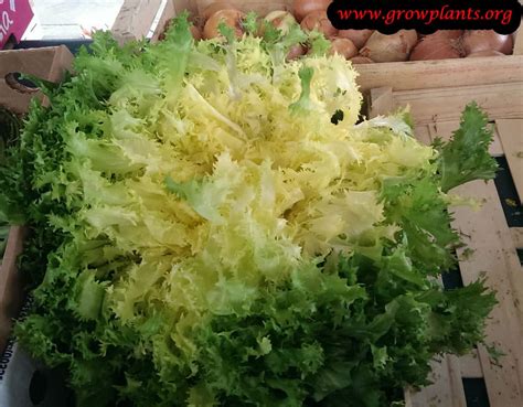 Curly endive - How to grow & care