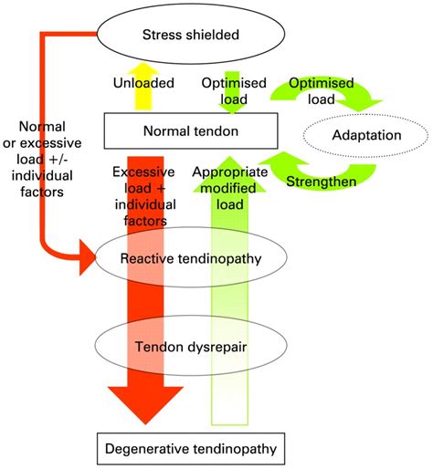 Tendon Pathophysiology - Physiopedia