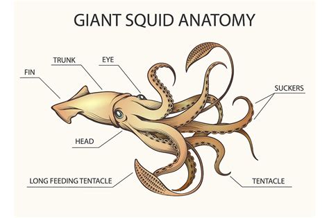 Giant Squid Anatomy Illustration By Olena1983 | TheHungryJPEG