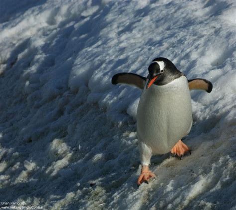 Hold Steady! 21 Photos of Wildlife in Action | Penguins, Animal planet ...