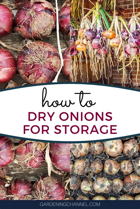 Learn how to dry freshly harvested onions for storage. Follow these ...