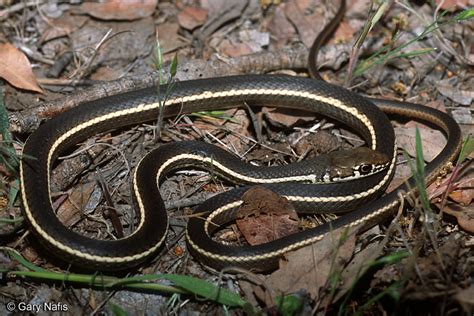 Striped Racers (Whipsnakes) found in California