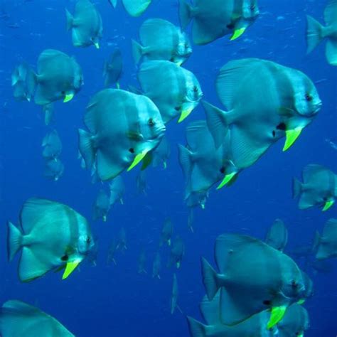 Similan Diving Trip With 2 Reef Dives from Khao Lak - Khao Lak ...