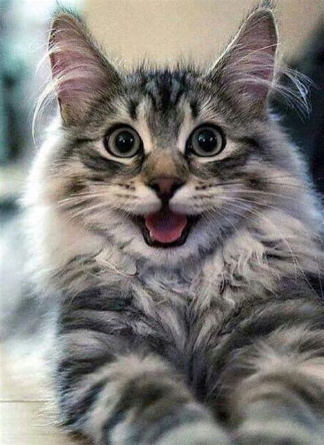 29 best munchkin and maine coon cats images on Pinterest | Cute kittens ...