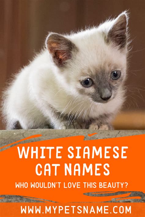 White Siamese Cat Names | Siamese cats, Cat names, Beautiful kittens