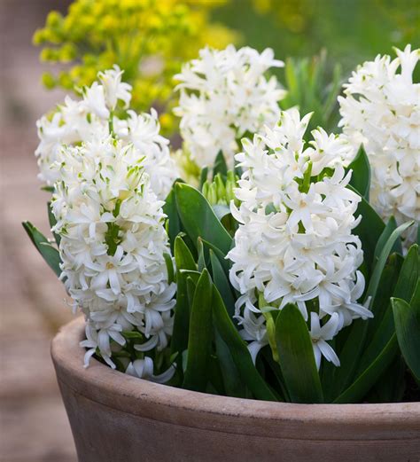 Hyacinths in a Floral Pot | Bulb Gifts | Sarah Raven