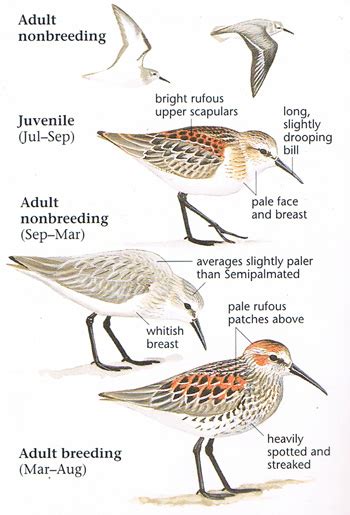 Western Sandpiper | Sandpiper, Bird species, Sandpiper bird