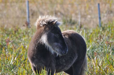 brown Horse | yusuke | Flickr