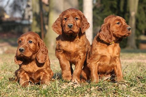 Irish Setter Puppies For Sale - AKC PuppyFinder