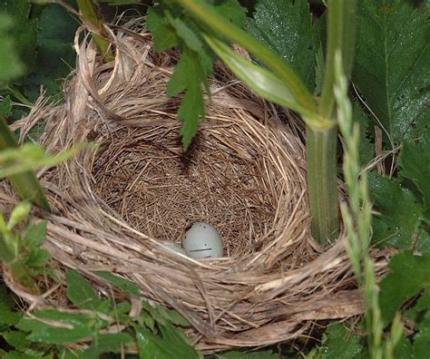 Red-Winged Blackbird Facts, Habitat, Diet, Life Cycle, Baby, Pictures