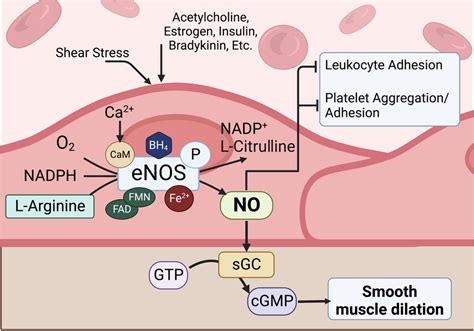 Regulators of endothelial nitric oxide synthesis. Schematic ...