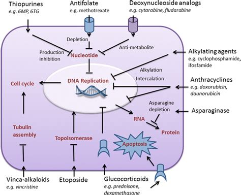 Overview of cytotoxicity mechanism of chemotherapy drugs commonly used ...