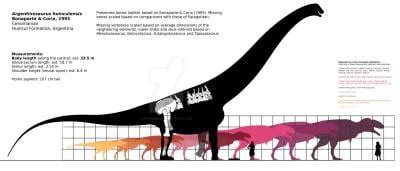 Argentinosaurus vs Mapusaurus size comparison : r/Dinosaurs