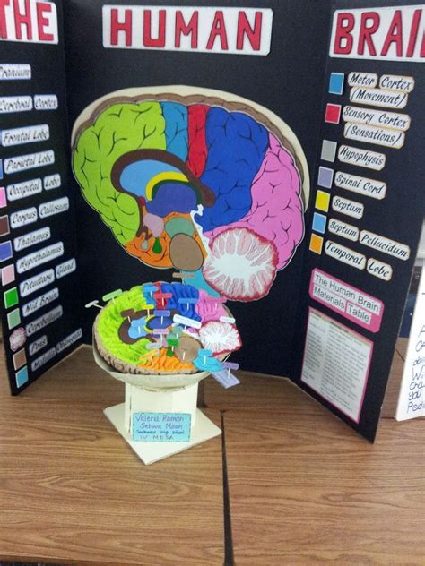 brain model project ideas - Bing Images | Biology projects, Science ...