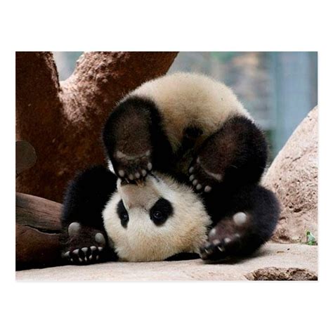 Baby pandas playing - baby panda cute panda Postcard #babypandas Baby ...