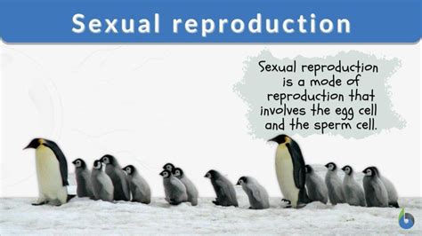 Sexual reproduction - Definition and Examples - Biology Online Dictionary