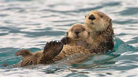 Cute Sea Otter Wallpapers - Top Free Cute Sea Otter Backgrounds ...