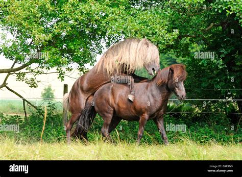 La oficina emprender monitor caballo apareandose con pony Más que nada ...