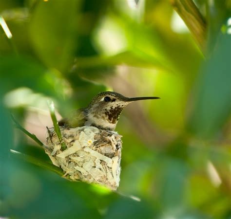 Identifying a Hummingbird Nest | ThriftyFun