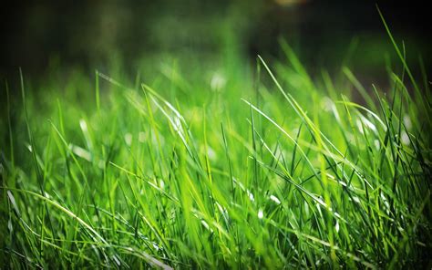 Green Grass Wallpapers - Wallpaper Cave