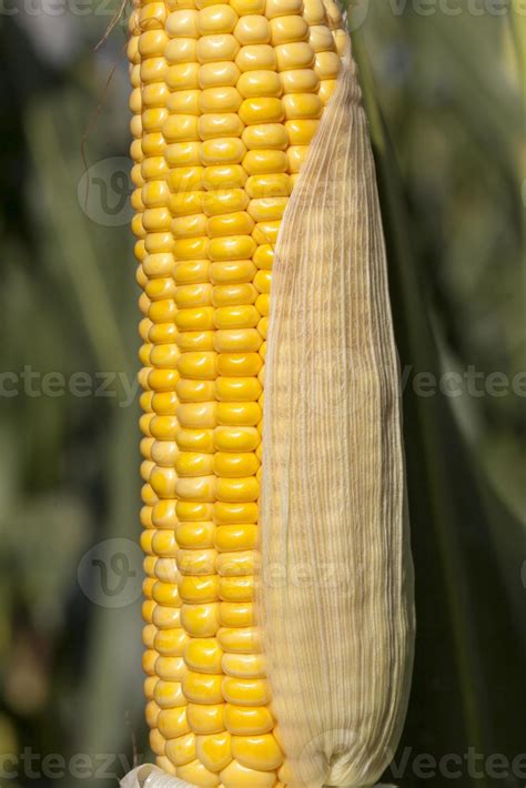 corn leaf details 9753266 Stock Photo at Vecteezy