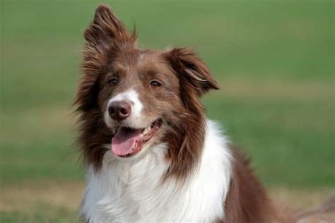 Top Border Collie Names – [785+ Names For Your Pup]