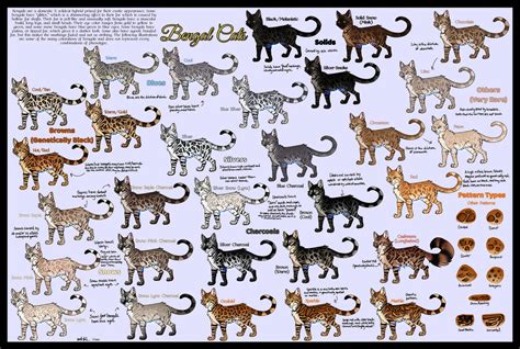 Bengal Color Chart by Mambastar on DeviantArt