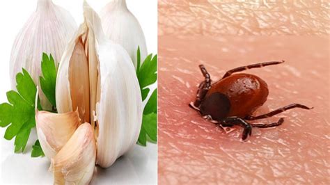 How to Treat Tick Bites Naturally - YouTube