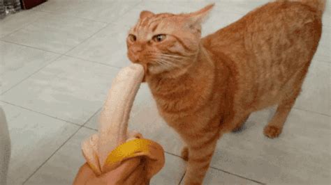 Cat Banana GIF - Find & Share on GIPHY