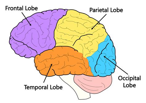 Brain Facts: The Four Lobes