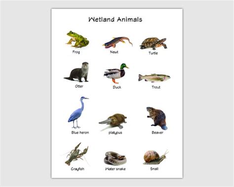 Wetland Animals List