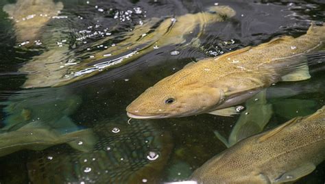 Broodstock selection is reducing unwanted spawning in cod farms