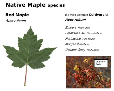 Shades of Red: What is a Red Maple Tree? - Maple Leaves Forever