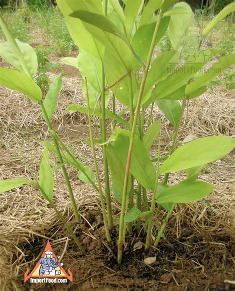 Galangal - Plants